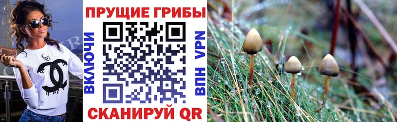 Купить где  Берёзовский  Псилоцибиновые грибы мухоморы 